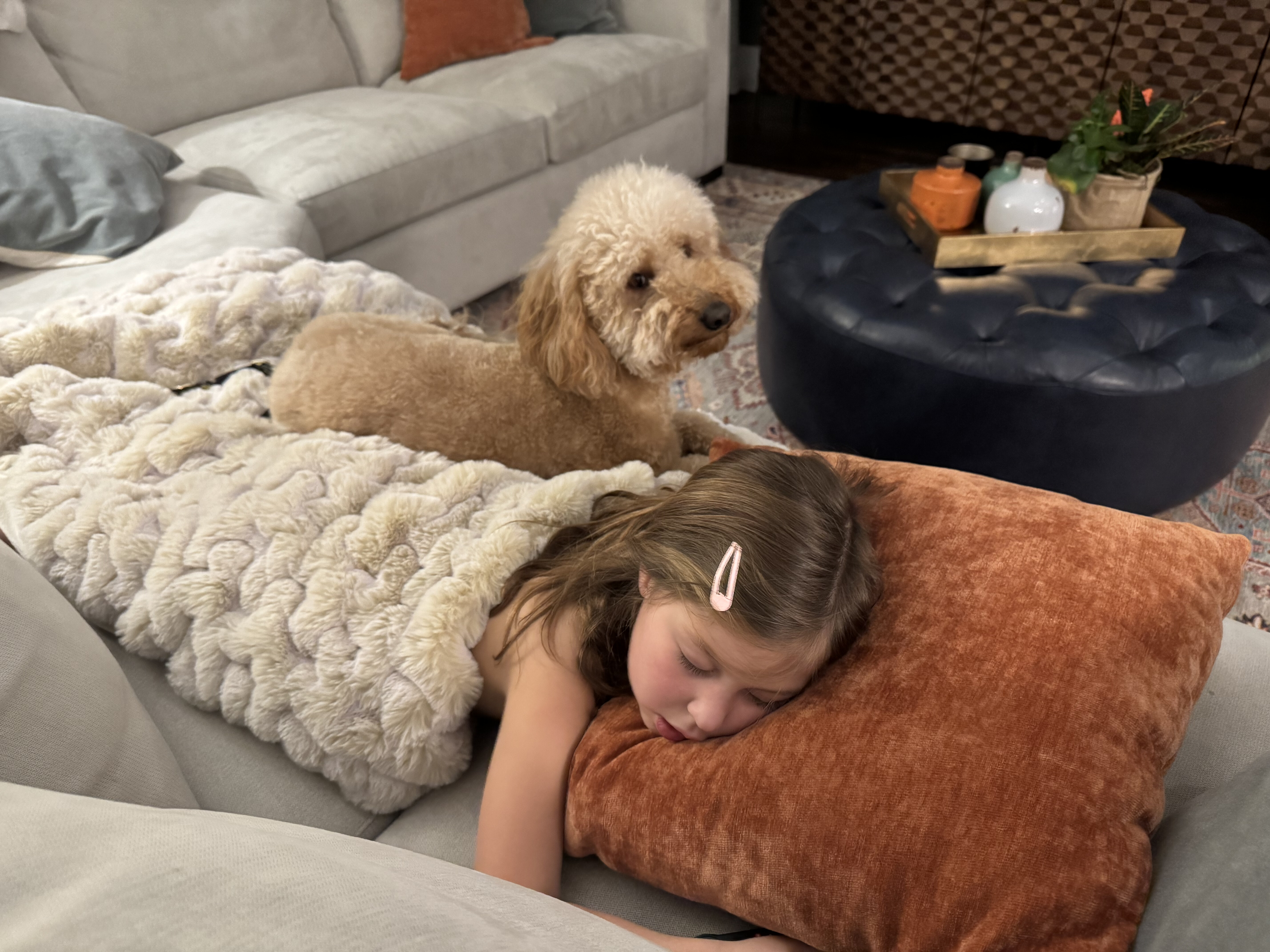 Bowie the Goldendoodle guarding a family member on the couch